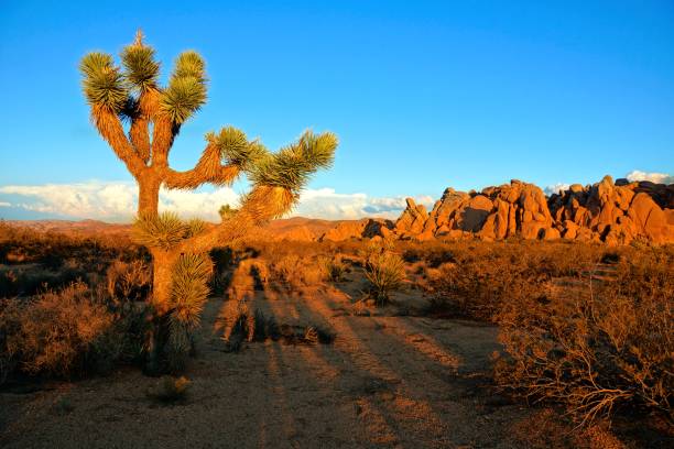 istock Joshua Tree desert near sunset, California 905746768