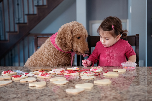 Pretty little girl taste cookies with her dog during Valentine's day. The photo can also go for a surprise of mother's and father's day. She is nearly 3 years old . She is sit on a kitchen counter. Her face is dirty with cream. Photo was taken in Quebec Canada in the kitchen of a log home.
