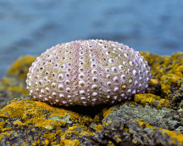 Sea Urchin Shell This Sea Urchin shell was found on the beach in Richardson on Lopez Island, Washington State, USA. jeff goulden san juan islands stock pictures, royalty-free photos & images