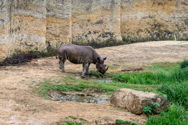 istock Rhinoceros drinks water from a puddle. 905753258