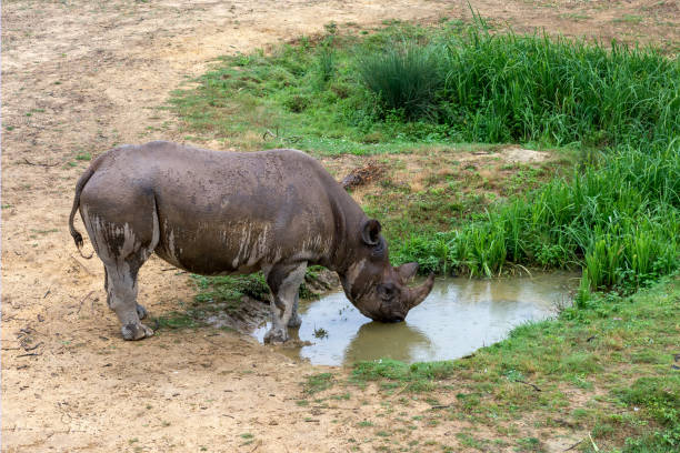 istock Rhinoceros drinks water from a puddle. 905753470