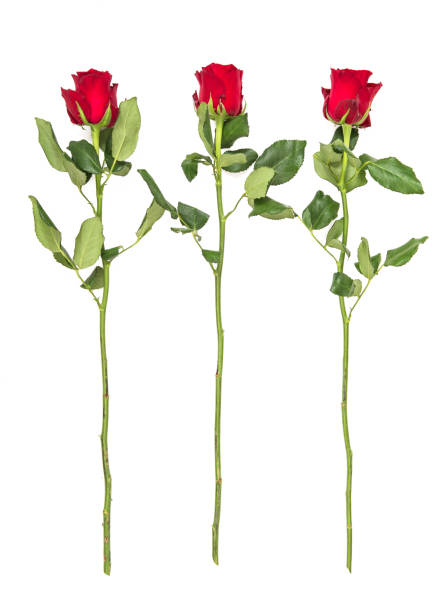 istock Red roses green leaves isolated white background 905754124
