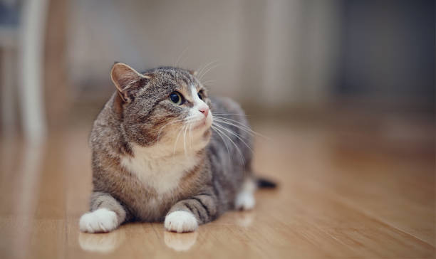 istock Gray striped angry cat with white paws, lies on a floor. 905754634