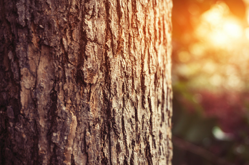 Close up tree trunk in forest