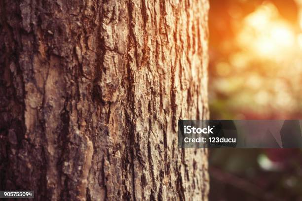 Tree Trunk Stock Photo - Download Image Now - Plant Bark, Oak Tree, Pine Tree