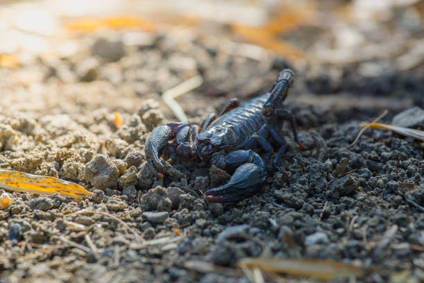 istock Emperor Scorpion (Pandinus imperator) on the ground 905757806