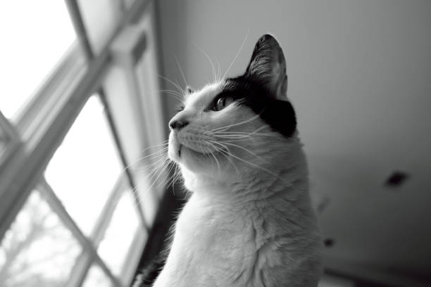 istock Cat Looking out of Window 905760622