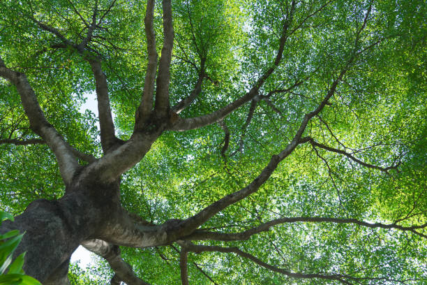istock forest trees nature green wood backgrounds 905763630