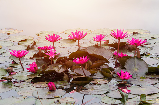 Group of pink lotus flower in the pond with light.