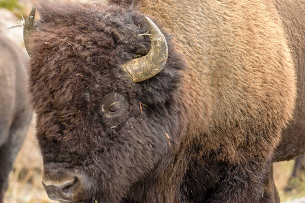 istock The Bison encounter on Yellowstone National Park 905763728