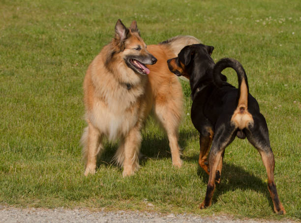 istock Playful dogs greeting each other 905763748