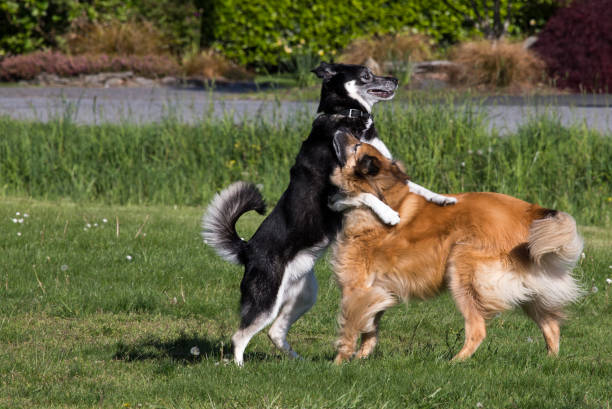 istock Playful dogs wrestling 905763770