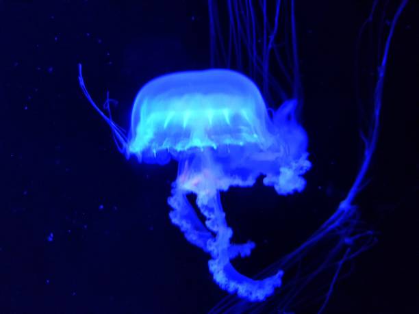 istock Jellyfish lights up the ocean 905764962