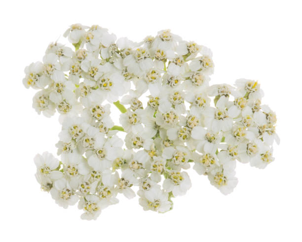 istock Common yarrow flower isolated on white background 905771198