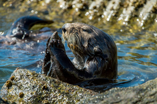 istock Close-up of Sea Otter Eating Shellfish 905771202