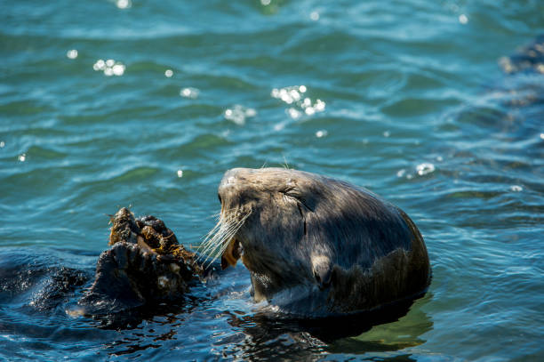 istock Close-up of Sea Otter Eating Shellfish 905771316