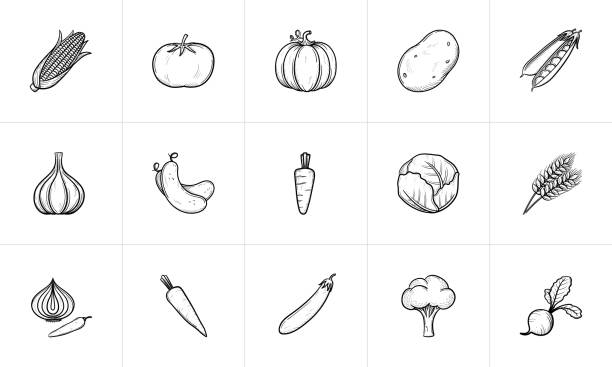 сельское хозяйство продовольственной эскиз значок набор - vegetable beet doodle food stock illustrations