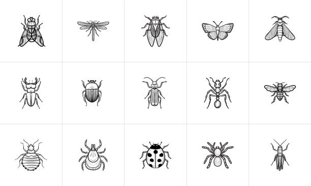 ilustraciones, imágenes clip art, dibujos animados e iconos de stock de conjunto de iconos del bosquejo de insectos - mosca insecto ilustraciones