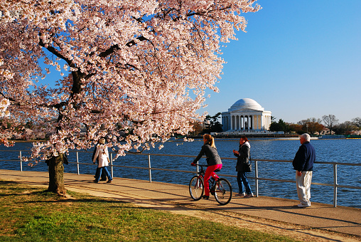 Washington, DC, USA March 28, 2011 Visitors walk and bike around the Tidal basin, admiring the full bloom of the cherry blossoms in Washington, DC