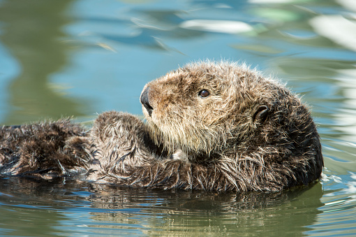 otter floating on water natural habitat