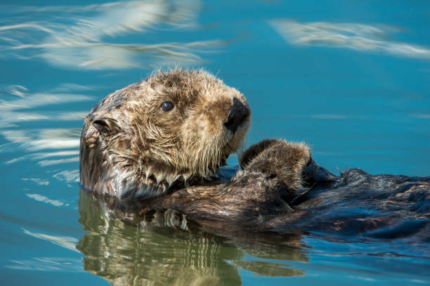 istock Wild Sea Otter Resting in Calm Ocean Water 905777960