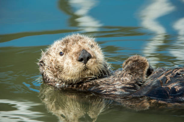 istock Wild Sea Otter Resting in Calm Ocean Water 905778086