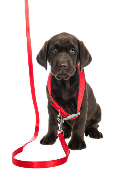 istock A Chocolate Labrador Puppy sitting wearing an oversized red collar with leash - 7 weeks old 905778404