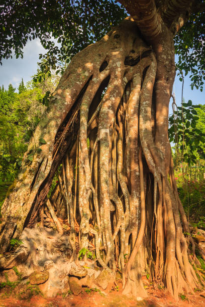 istock Big banyan tree trunk at roadside in the park. 905781312