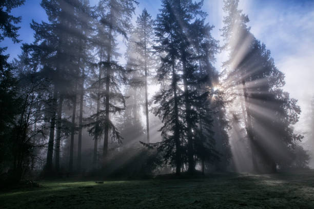 Misty afternoon in winter.