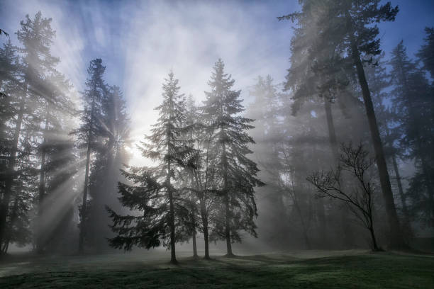 istock Sun bursts in the rain forest, Vancouver, Canada 905781976