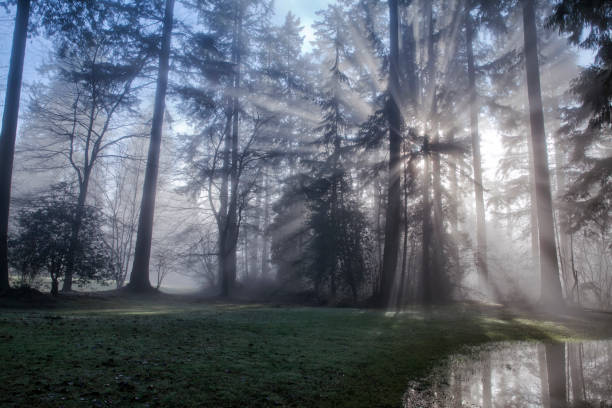istock Sun bursts in the rain forest, Vancouver, Canada 905781994