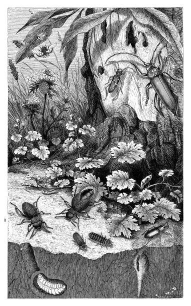 Insects in the forest Insects in the forest - Scanned 1876 Engraving lampyris noctiluca stock illustrations