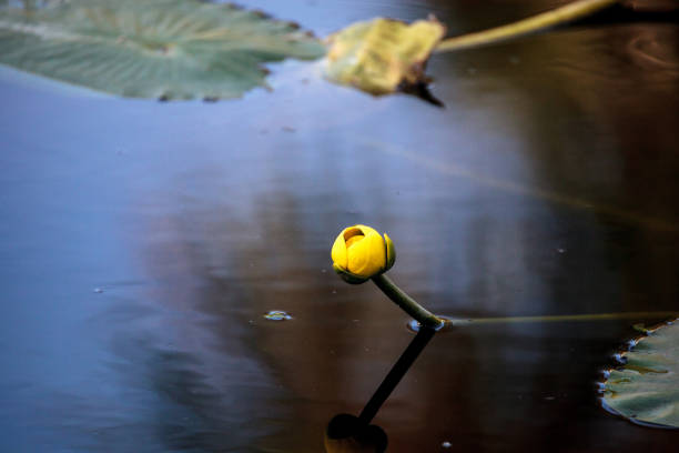 Yellow Pond Lily Spatterdock Nuphar lutea blooms in a marsh in Naples, Florida