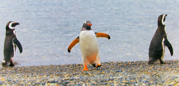 grupa gentoo penguin tańcząca na zacisznej plaży, tierra del fuego, argentyna – ameryka południowa - gentoo penguin zdjęcia i obrazy z banku zdjęć