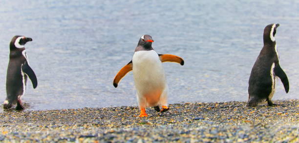 grupo do pinguim-gentoo dançando ao longo de uma praia isolada, tierra del fuego, argentina-américa do sul - gentoo penguin - fotografias e filmes do acervo