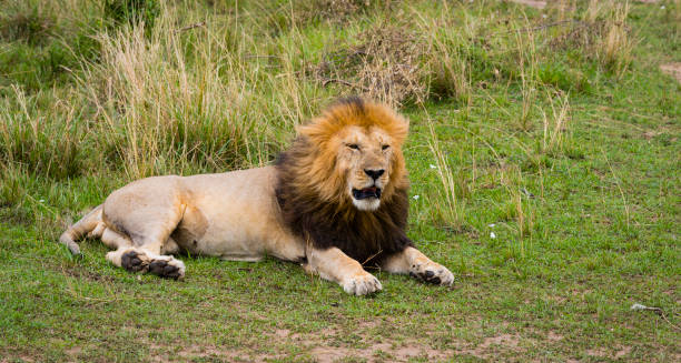 istock Lion, male animal, Africa 905788566