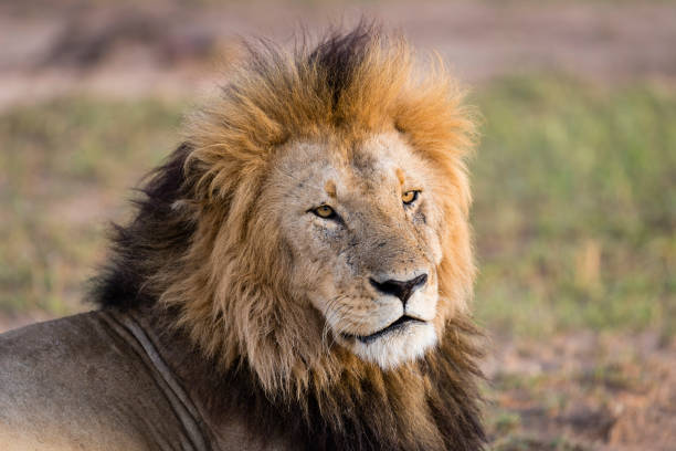 istock Lion head, male animal, Africa 905788596