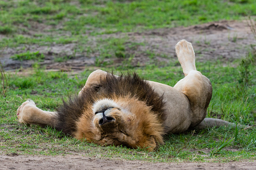 Male lion sleeping after eating, Masai Mara, Kenya.