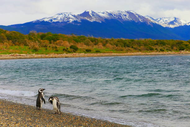 gentoo penguin para wzdłuż na zacisznej plaży, tierra del fuego, argentyna – ameryka południowa - gentoo penguin zdjęcia i obrazy z banku zdjęć