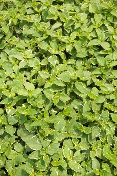 istock Graptophyllum pictum plant 905792082