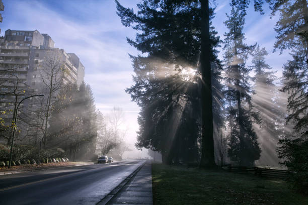 Misty afternoon at Central park in winter.