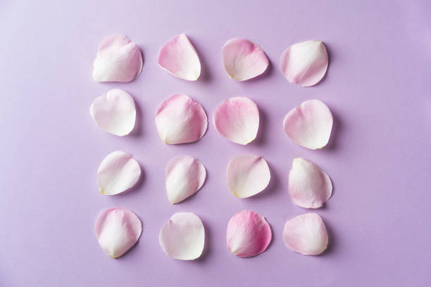Neon pink color background of rose petals. Top view.