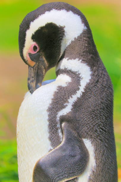 solidão – um pinguim-gentoo no seu ninho, tierra del fuego, argentina-américa do sul - flightless bird water bird gentoo penguin penguin - fotografias e filmes do acervo