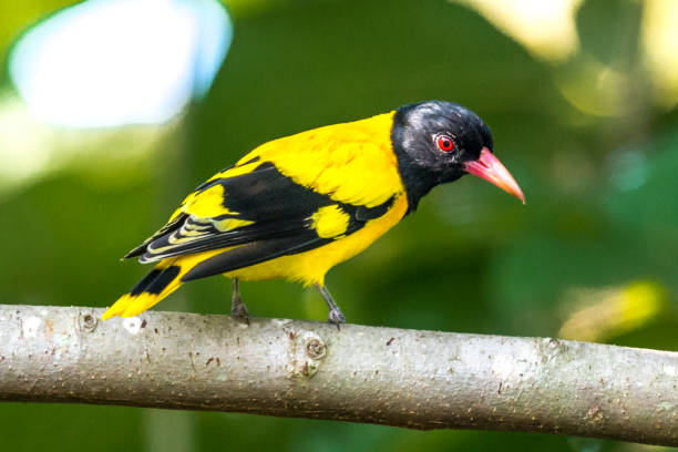istock Black-hooded Oriole 905798646