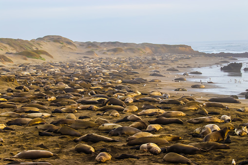 Elephant seals on the beach near San Simeon California where males, females and the young share the sand and fight for survival