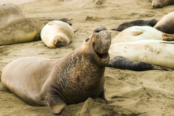 istock Elephant Seals during birthing season 905798760
