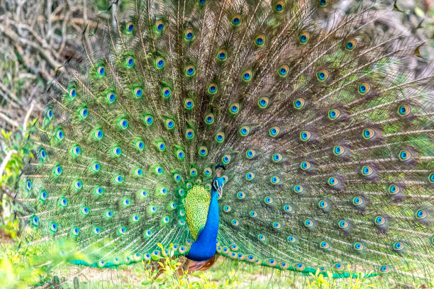 istock the peacock in Bundala 905798942