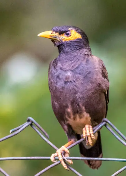 Photo of Yellow-faced Myna
