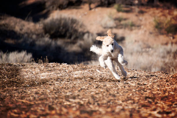 Playful Standard Poodle puppy