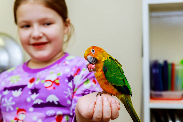 istock parrot sitting on a girls hand 905799076